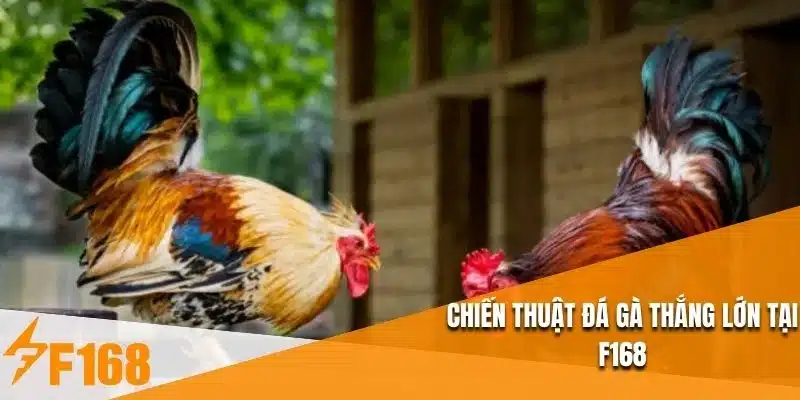 Đấu trường đá gà trực tiếp F168BET được phát sóng HD với nhiều góc quay chuyên nghiệp