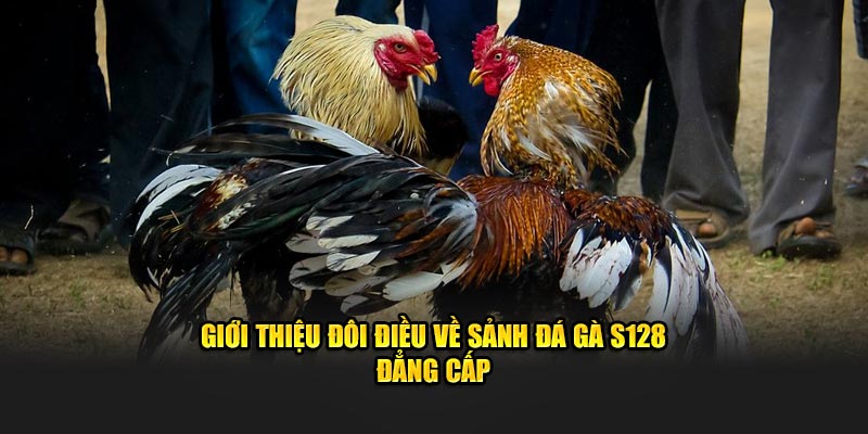 SV128 – Trường đấu chuyên nghiệp được F168BET hợp tác phát sóng trực tiếp